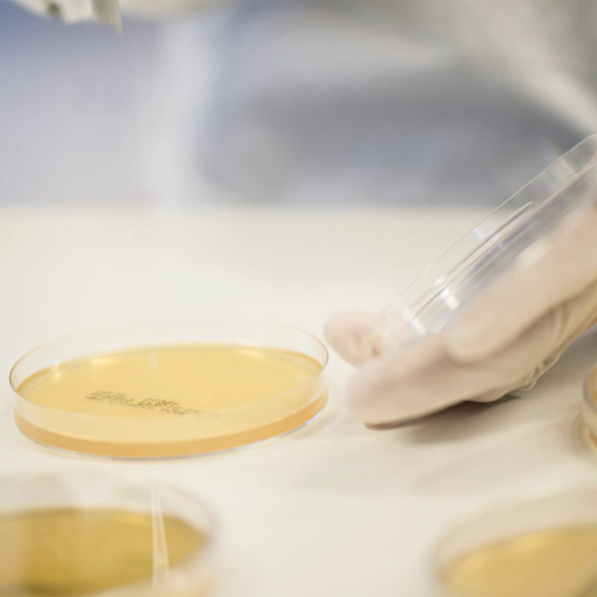 Close-up of a gloved hand holding a petri dish with yellow agar in a laboratory setting.