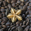 Sacha Inchi Seed Oil