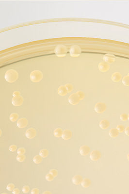 Microscopic-style image of L. reuteri probiotic cultures beside key BioGaia Skincare ingredients.